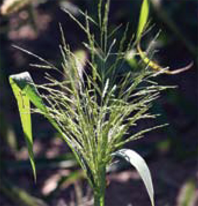 fall panicum seedhead