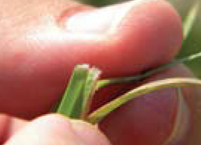 field sandbur hairy ligule