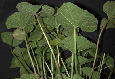 hollyhock rust entire plant