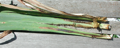 Iris borer damage