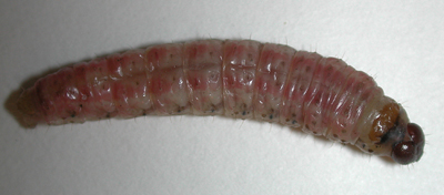 Iris Borer larva