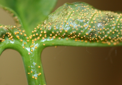 jack-in-the-pulpit pustules