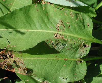 Japanese beetle damage