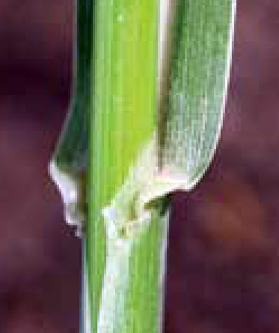 johnsongrass collar region