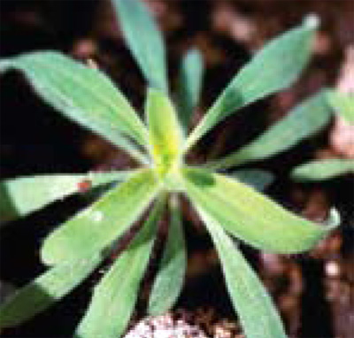 kochia seedling