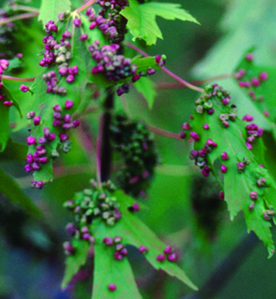 maple bladder gall