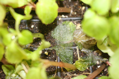 Mycelium in canopy