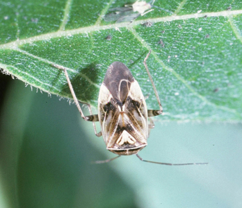 Tarnished Plant bug