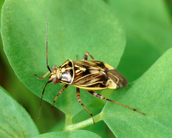 Tarnished Plant bug