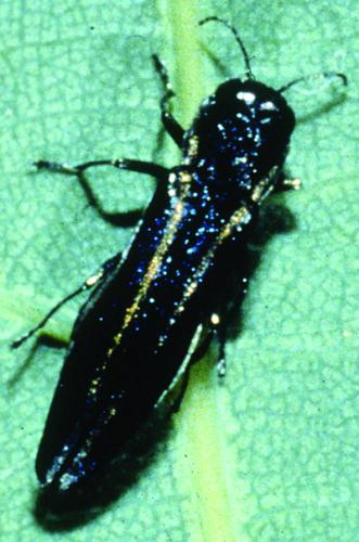 twolined chestnut borer