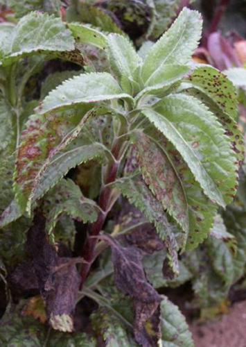 Veronica rust plant