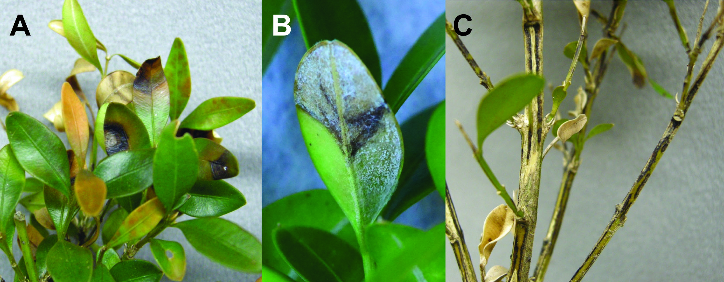 Boxwood blight symptoms