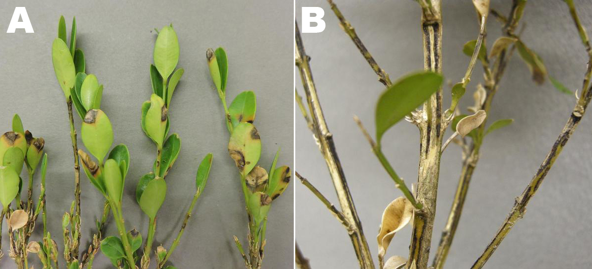 Boxwood blight symptoms