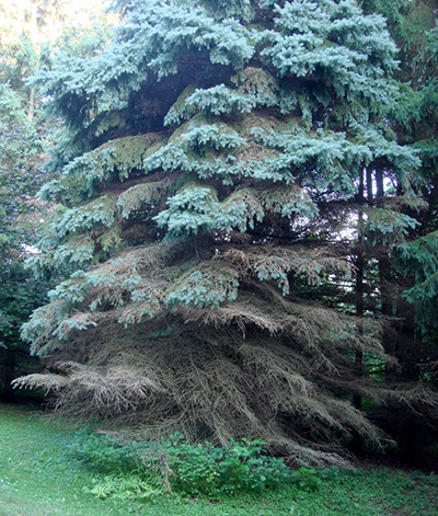 Blue spruce