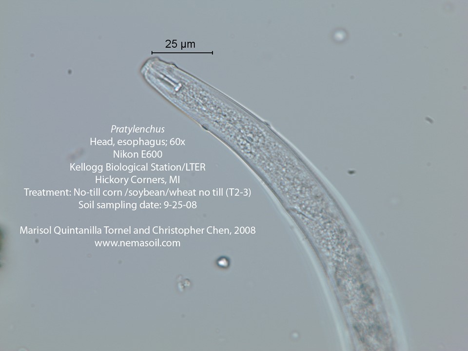 nemasoil2