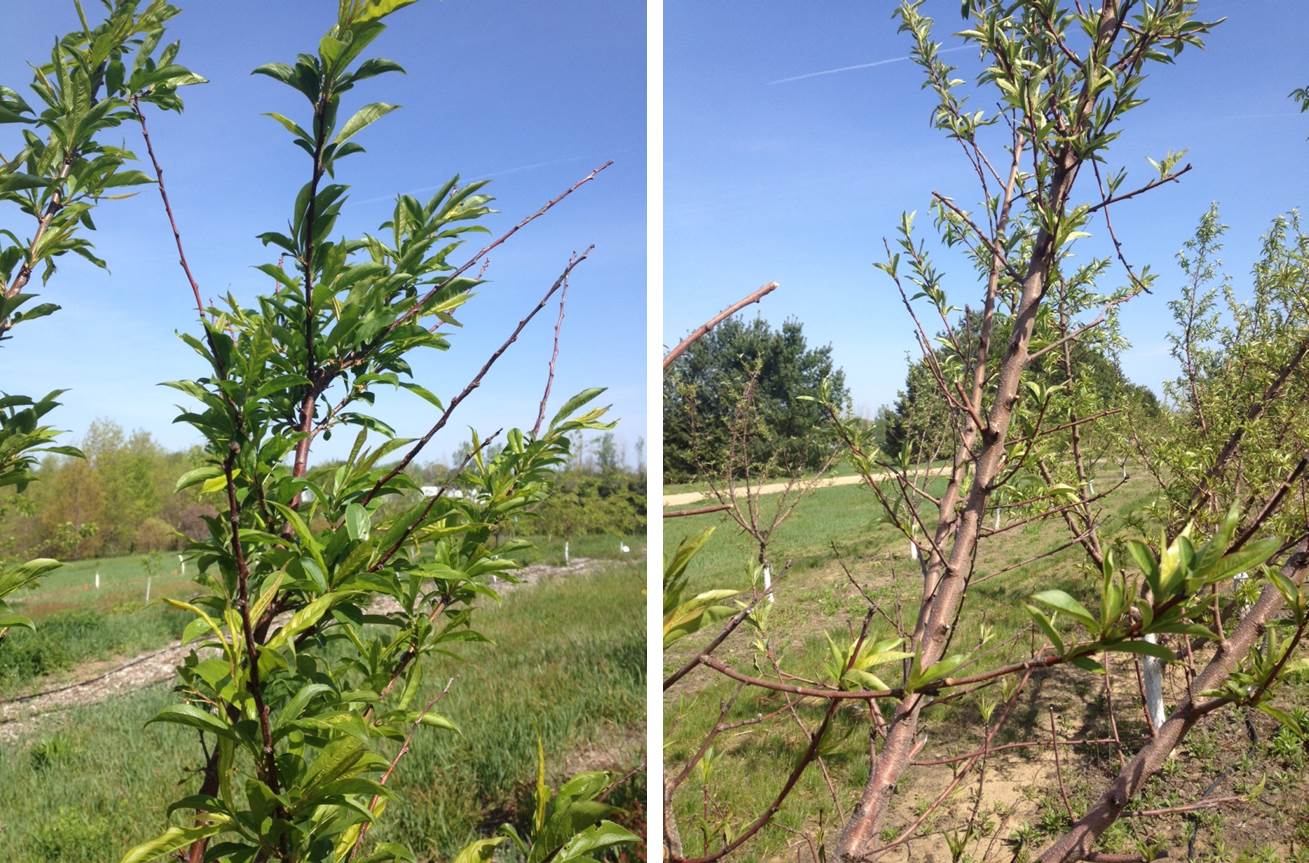 Peach branch tip dieback