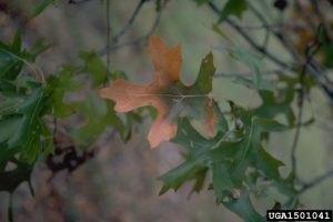 Infected green oak leaf turning brown