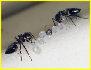 Acrobat Ants