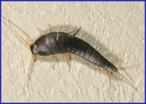 Silverfish