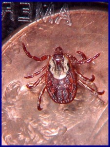 American dog tick Female