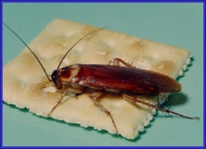 American Cockroach