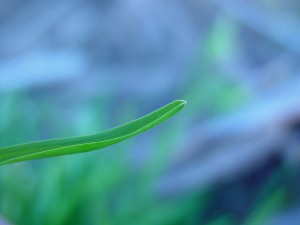 Annualbluegrass Poa annua leaf tip