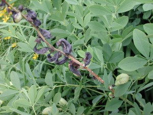 Baptisia plant infected with Sclerotinia sclerotiorum