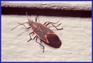 Box Elder Bug Adult