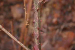 Brambles stem