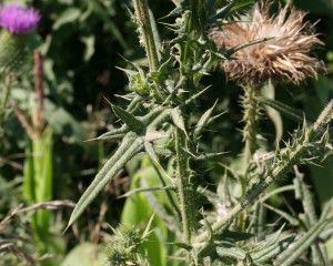 Bull thistle leaf