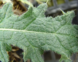 Bull thistle leaf surface