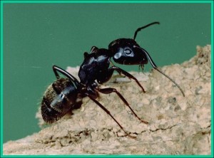 Carpenter Ant