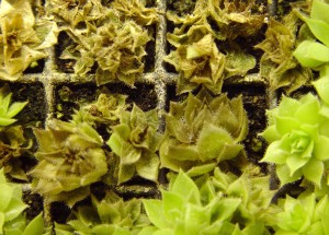 Close-up of Sempervivum plug tray