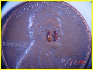 Foreign grain beetle on Penny