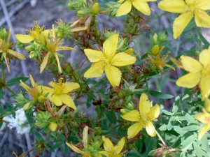 Common St. Johnswort flower