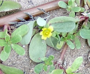 Common purslane flower