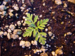 Common ragweed seedling