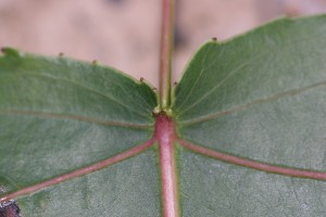 Cottonwood glands