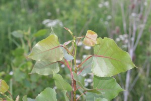 Cottonwood new growth