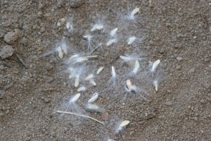 Cottonwood seeds