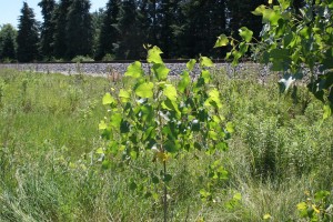 Cottonwood tree