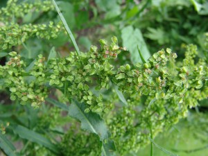 Curly dock flower