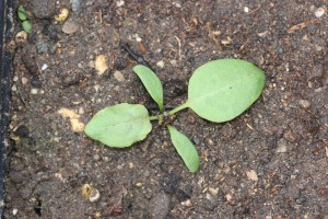 Curly dock seedling