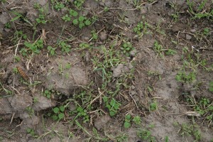 Cutworm damage to rye