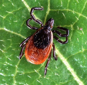 Adutl Deer Tick on leaf 