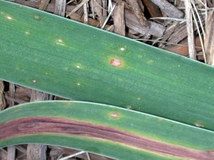 Didymellina leaf spot