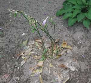 Dieback of Hosta infected with Southern blight