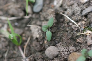 Eastern black nightshade seedling