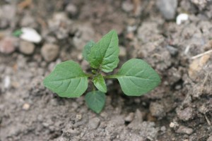 Eastern black nightshade young plant