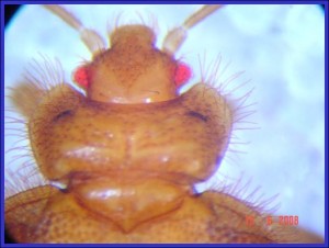 Eastern Bat Bug Adult Head